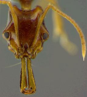 Anochetus incultus, Brown 1978, head, holotype