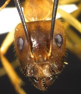 Camponotus festinatus, major, head