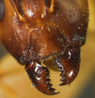 Camponotus festinatus, major, mandible