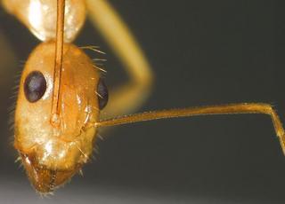 Camponotus festinatus, minor, scape