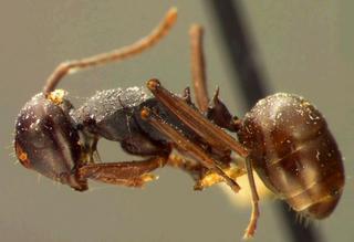 Polyrhachis aequalis, Forel, side, syntype