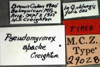 Pseudomyrmex apache, Creighton, 1952, label, type