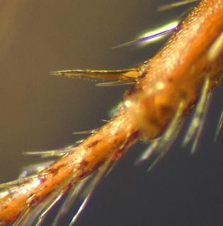 Myrmica tahoensis