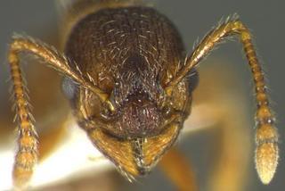 Myrmica tahoensis, head