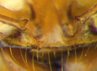 Solenopsis amblychila, mouth