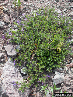 Penstemon crandallii ssp. procumbens