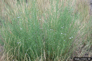 Artemisia filifolia