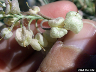 Physaria acutifolia
