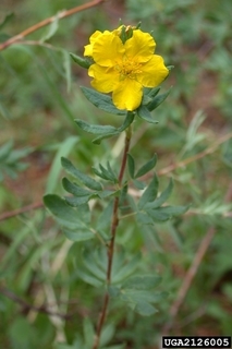 Dasiphora fruticosa ssp. floribunda