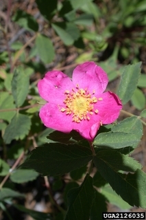 Rosa woodsii