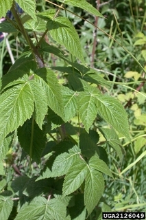 Rubus idaeus