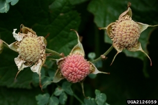 Rubus parviflorus