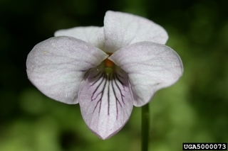 Viola macloskeyi