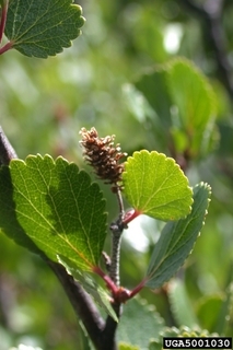 Betula glandulosa