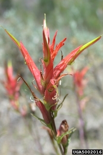 Castilleja linariifolia