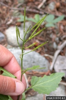 Cardamine cordifolia
