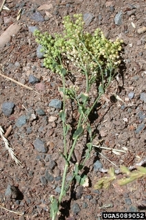 Cardaria pubescens
