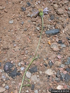 Erigeron colomexicanus
