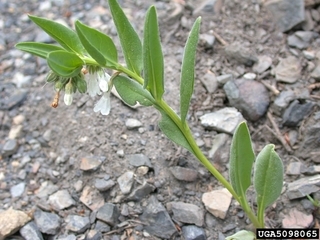Mertensia oblongifolia