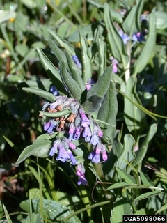 Mertensia oblongifolia
