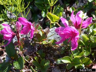 Rhododendron camtschaticum