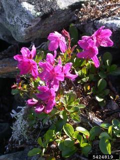 Rhododendron camtschaticum