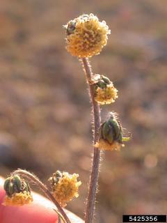 Artemisia norvegica
