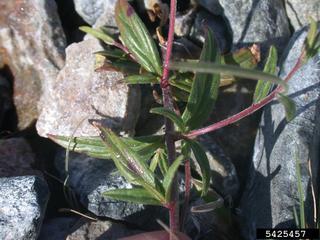 Epilobium anagallidifolium