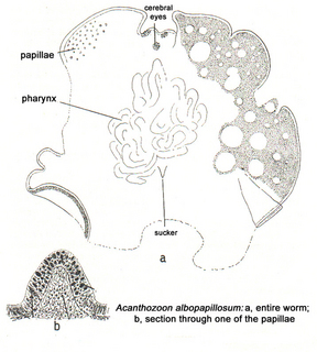 Acanthozoon albopapillosum, diagrammatic representation