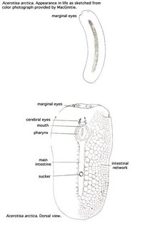 Acerotisa arctica, diagrammatic representation