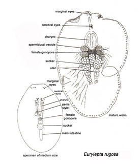 Eurylepta rugosa, diagrammatic representation