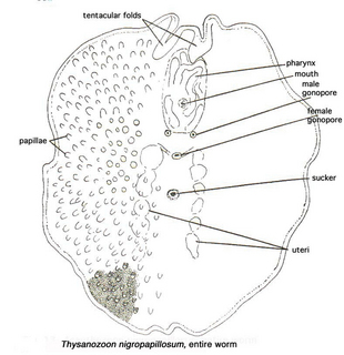 Thysanozoon nigropapillosum, diagrammatic representation