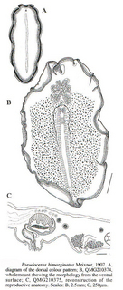 Pseudoceros bimarginatus