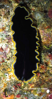 Pseudobiceros flavocanthus