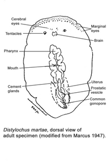 Distylochus martae