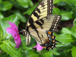 Papilio glaucus, Tiger Swallowtail