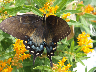 Papilio glaucus, Tiger Swallowtail, Dark Form
