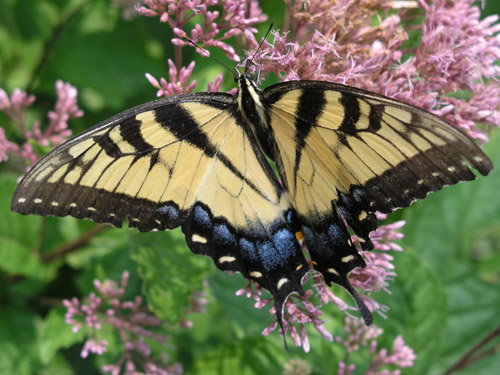 Papilio glaucus, _Tiger_Swallowtail, I_MLI20