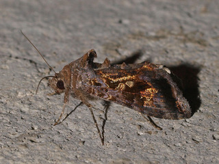 Chrysodeixis includens, Soybean Looper M