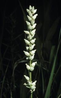 Aletris farinosa, flower