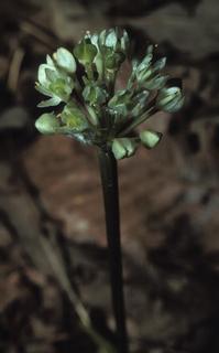 Allium tricoccum, flower