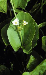 Echinodorus cordifolius, leaf and flower