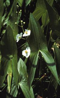 Sagittaria latifolia, leaf and flower