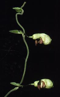 Aristolochia californica, leaf and flower
