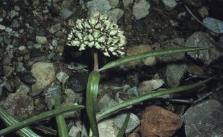 Asclepias asperula, leaf and flower