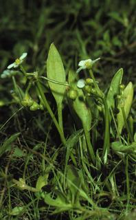 Echinodorus tenellus, plant