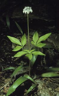 Panax trifolius, plant