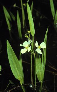 Sagittaria graminea, plant and flower