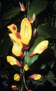 Thunbergia mysorensis, flower