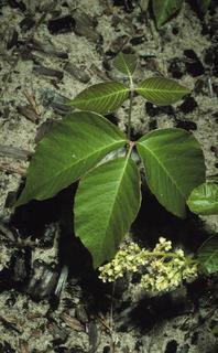 Toxicodendron radicans, plant